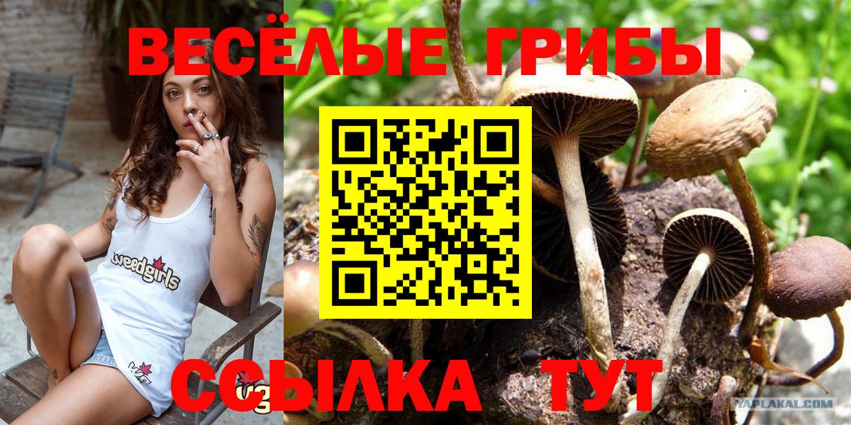 Галлюциногенные грибы Cubensis Белорецк
